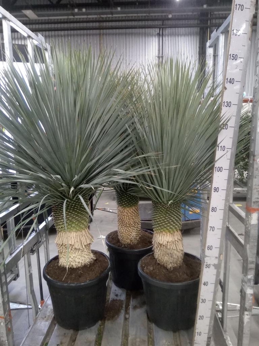 <h4>Yucca rostrata</h4>