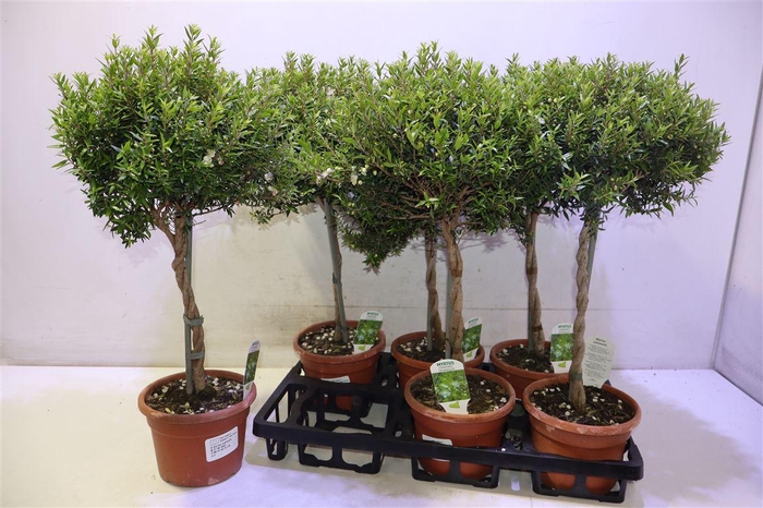 <h4>arr8 Myrtus Communis</h4>