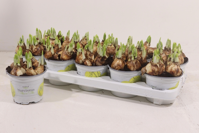 <h4>NARC O TETE A TETE</h4>