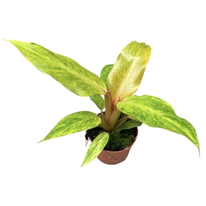 Philodendron Orange Marmelade