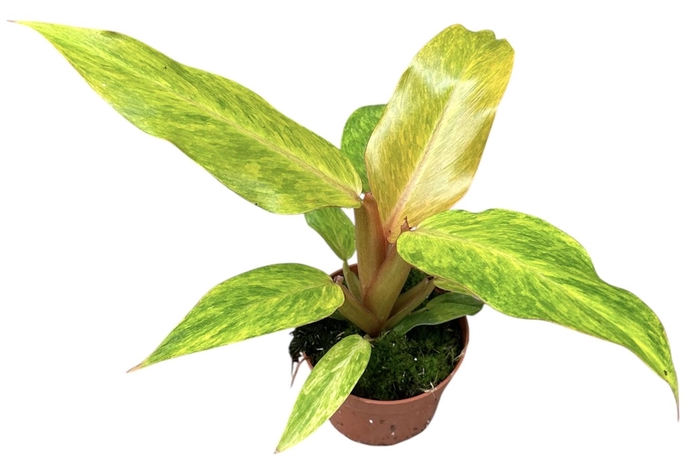<h4>Philodendron Orange Marmelade</h4>