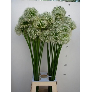 ALLIUM GROOTBLOEMIG