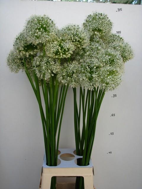 <h4>ALLIUM GROOTBLOEMIG</h4>