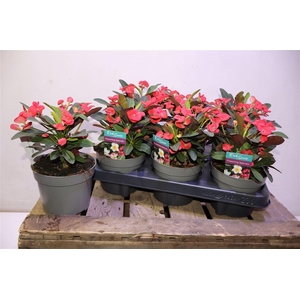 arr8 Euphor Mi Maxi Olymp