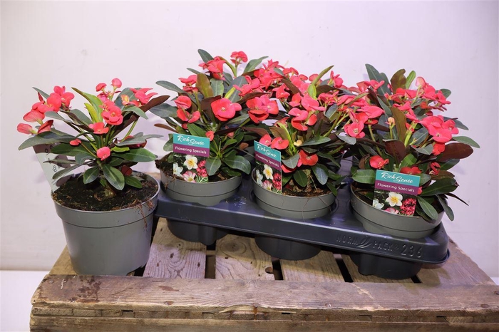 <h4>arr8 Euphor Mi Maxi Olymp</h4>