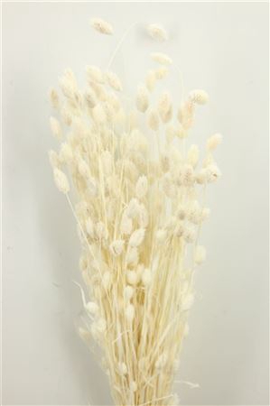 <h4>Dried Phalaris Bleached 175gr Bunch</h4>