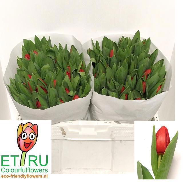 <h4>TU EN ESCAPE</h4>