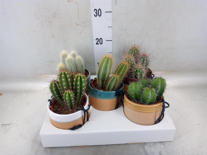 <h4>Cactus   ...</h4>