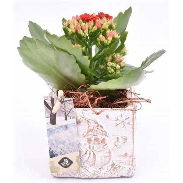 <h4>Cement met opdruk mix 9cm</h4>