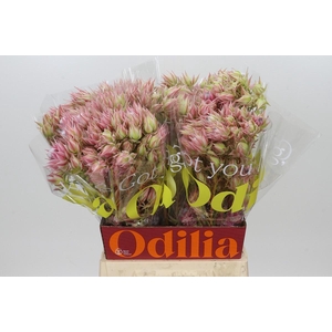 Blushing Bride Pink 10+ Flowers