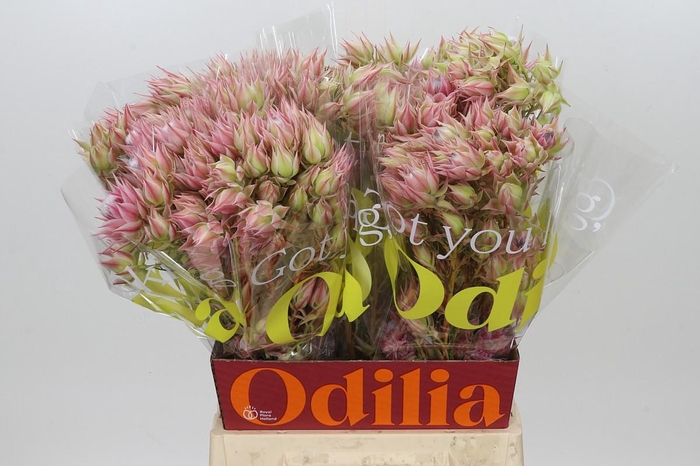 <h4>Blushing Bride Pink 10+ Flowers</h4>