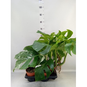 Monstera delic. 'Variegata'
