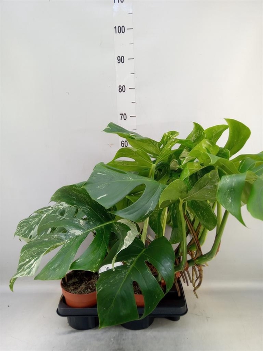 <h4>Monstera delic. 'Variegata'</h4>