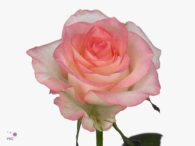 <h4>R Gr Jumilia</h4>