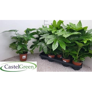 FATSIA OV