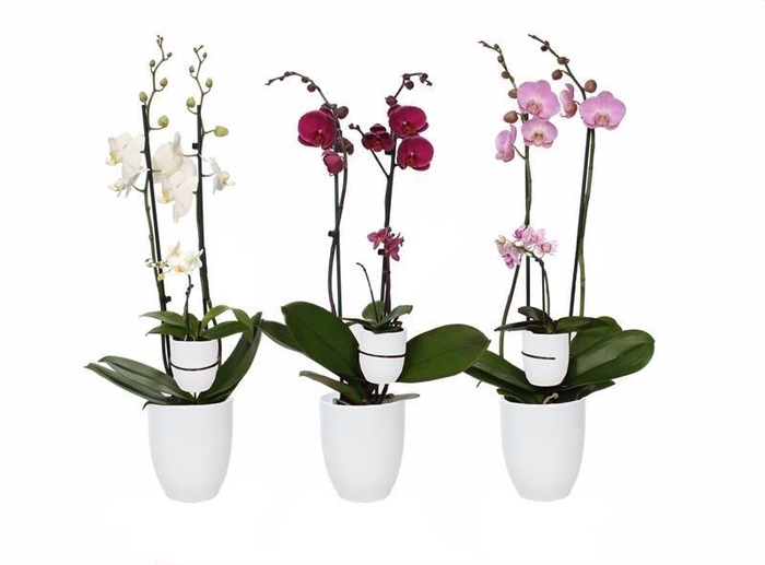 <h4>Hugo White Phal Mix 2T+ Tiny Dolls 1T</h4>