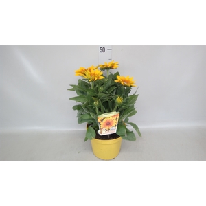 Rudbeckia   ...
