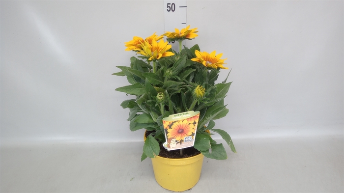<h4>Rudbeckia   ...</h4>