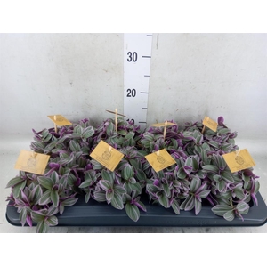 Tradescantia cerinth. 'Sweetness'