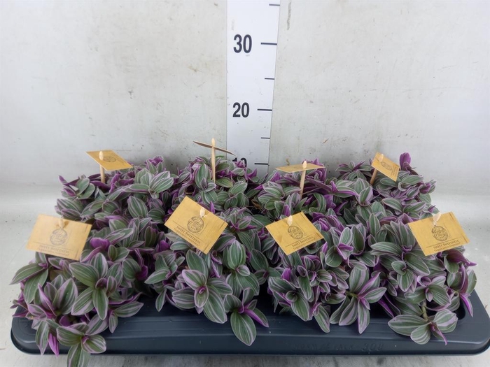 <h4>Tradescantia cerinth. 'Sweetness'</h4>