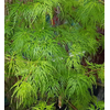 Acer palmatum