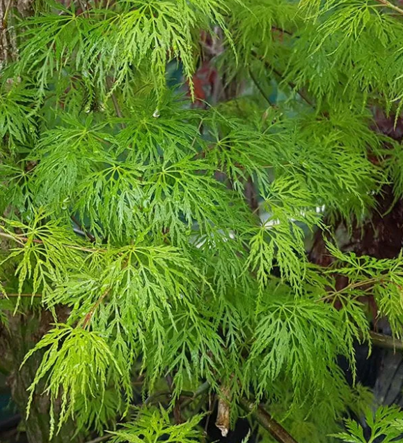 Acer palmatum