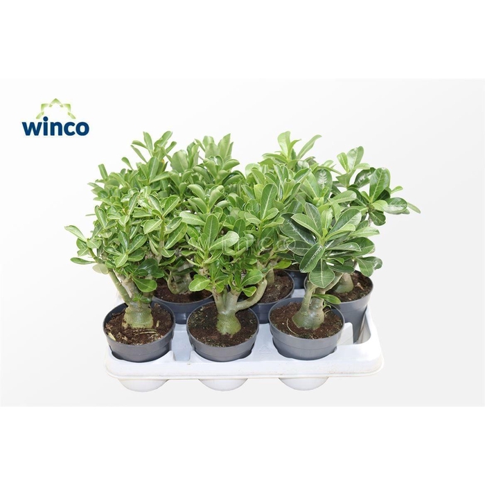 <h4>ADEN OBESUM</h4>