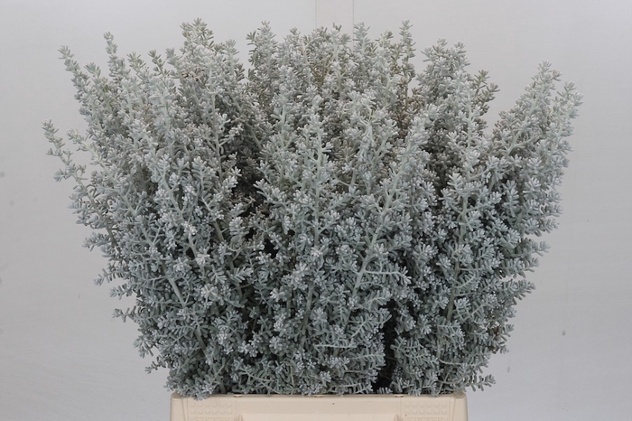 <h4>Kochia (Maireana Sedifolia)</h4>