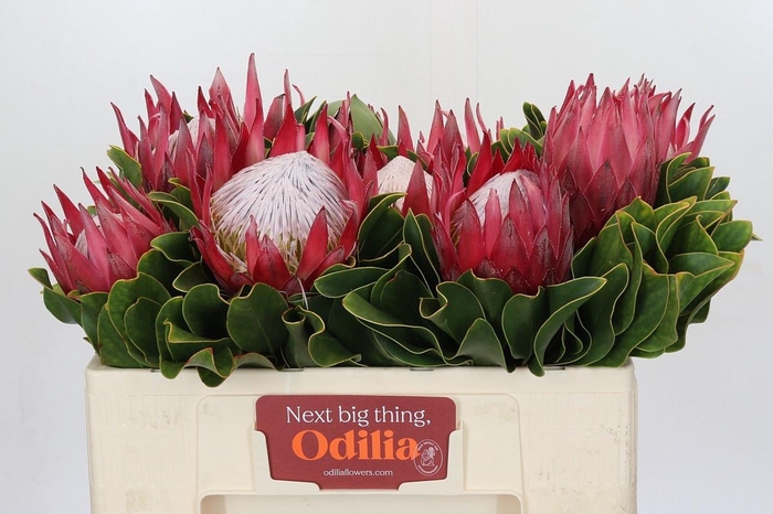 <h4>PROTEA CY MADIBA</h4>