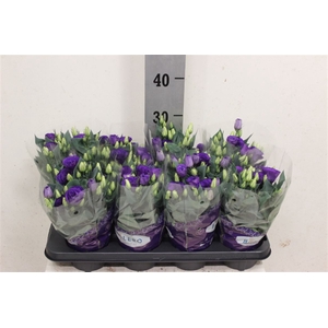 Eust Julietta Blue