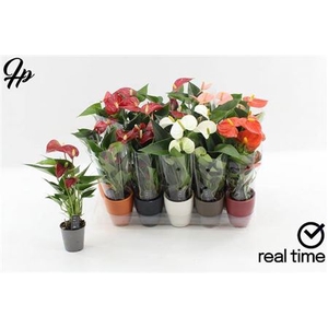 Anthurium Andreanum Grp gemengd 4 kleuren