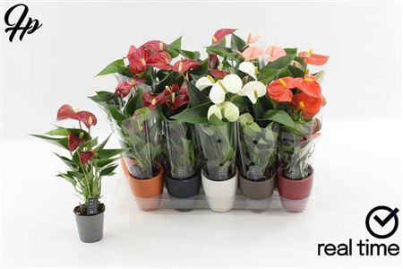 <h4>Anthurium Andreanum Grp gemengd 4 kleuren</h4>