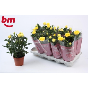 Rosa Yellow Beau Monde (12 cm)