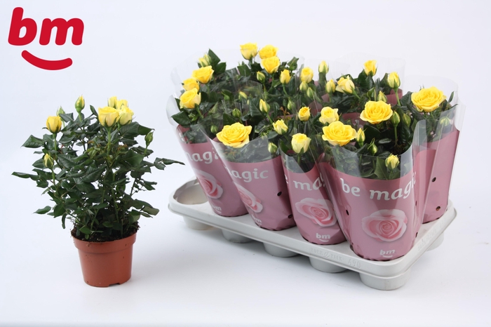 <h4>Rosa Yellow Beau Monde (12 cm)</h4>
