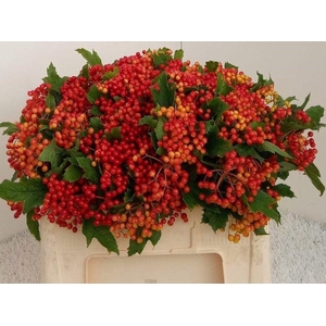 Viburnum Compactum 6 Kop Rouenhof