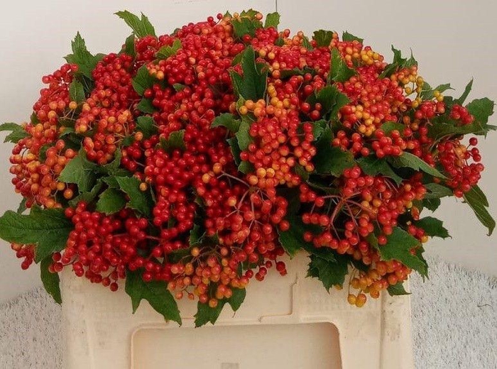 <h4>Viburnum Compactum 6 Kop Rouenhof</h4>