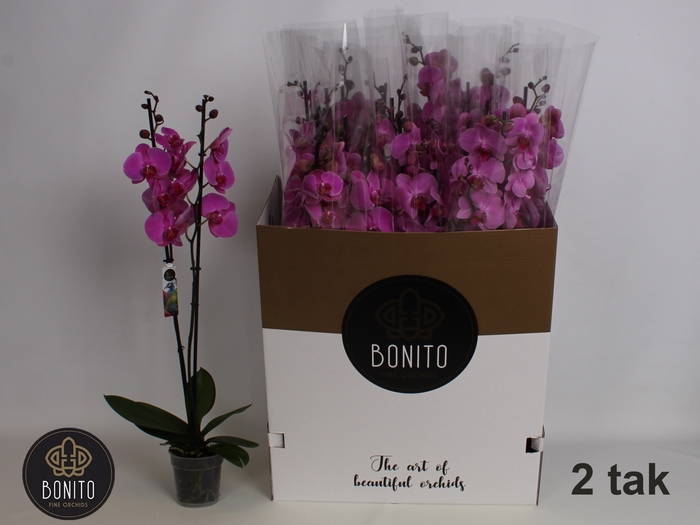 <h4>PHAL POPSTAR</h4>