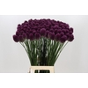Allium Sphaerocephalon