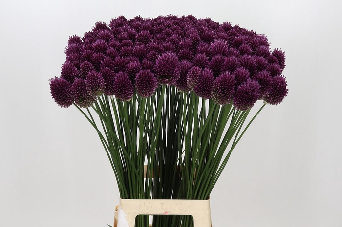 <h4>Allium Sphaerocephalon</h4>