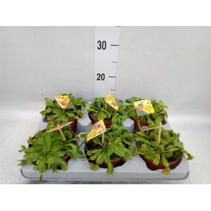 Dionaea muscipula