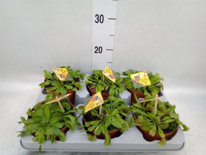<h4>Dionaea muscipula</h4>