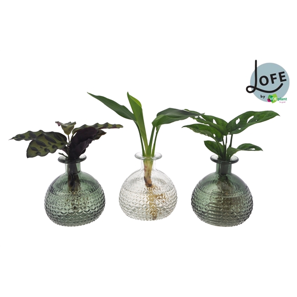 <h4>LOFE | Intenz mix in Jive glas M - levertijd: 24 uur</h4>