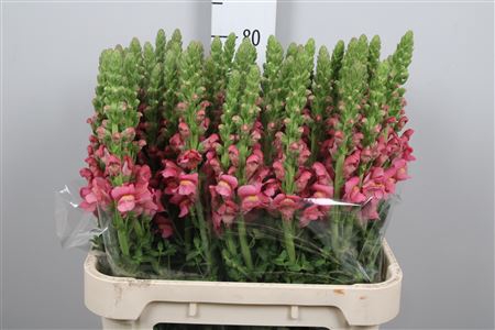 <h4>Antir Antibes Rose</h4>