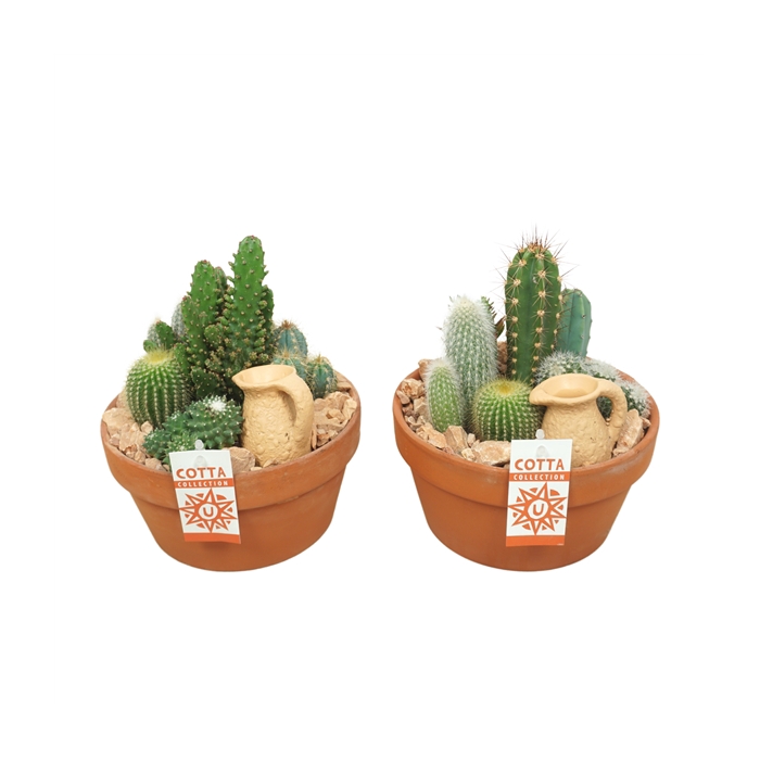 <h4>Cactus arrangement in 20 cm 'Terracotta Schaal'</h4>