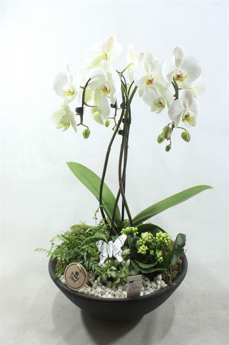 <h4>7109 XXL EBBI PARAPLU</h4>