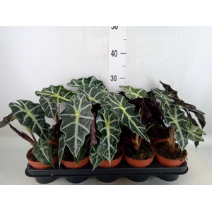 Alocasia amazonica 'Polly'