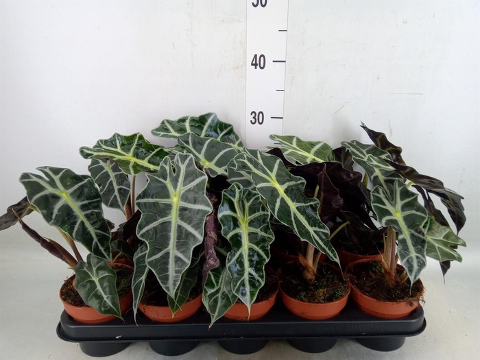 <h4>Alocasia amazonica 'Polly'</h4>