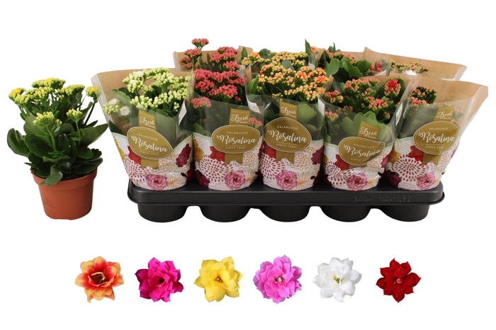 <h4>KAL GE RO GEM 6 KL</h4>