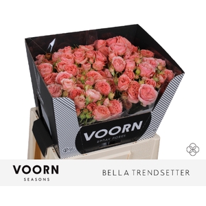 Rosa spray bella trendsetter