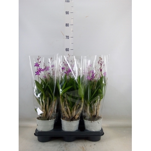 Dendrobium  'Berry Oda'